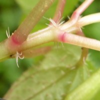 Sonerila crassicaulis Lundin